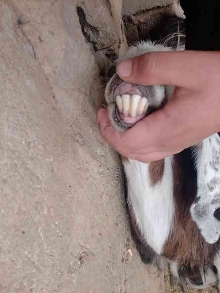 زوج عنوز جذاع وحده شرط اعشار حاطه على اولاد اربعه اشهر اعشارها عنز خشنه جمه مال بيت حلوه مال جناي
وين اللي يدور عنز حاطه على ميلاد على حظ راعيها فحص سونار بيها توم انا ابيع لك عنز احطاط خط اول
  
والثانيه وراها سخله مقوزه وتفضل حليب فوك بنتها 
عنز خشنه وحلوه مال بيت جمه كان وراها التوم واحد مات وواحد بقى وراها سخله مقوزه عنز اعشار على حظ راعيها
فوك بنتها عنز خط اول مجنوي  اللي يدور عنز درجه اولى
سعر الزوج 625 وبيها مجال الشراي يتصل ويتدلل
عنوان الانبار ناحيه كبيسه
يوجد توصيل حسب اتفاق داخل محافظه الانبار
*********** واتساب فقط
*********** اتصل فقط
