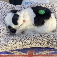 اكسوارات السيارات البناتيه لسفسار 07763696419