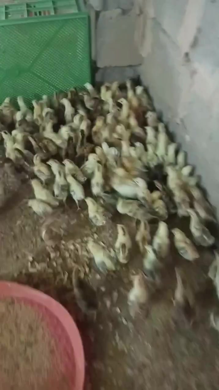 افراخ كويتي خط اول 
الامهات  عل خاص 

العمر 10
السعر 5,قفل
كمل علاج 
العنوان بغداد المشاهده 
‏‪***********‬‏ وتساب
