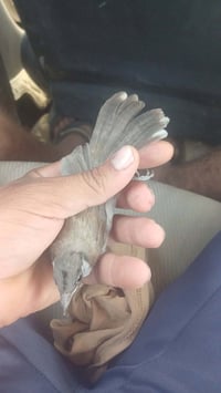 بلبل  20 الف 07838206435 مابي واتساب