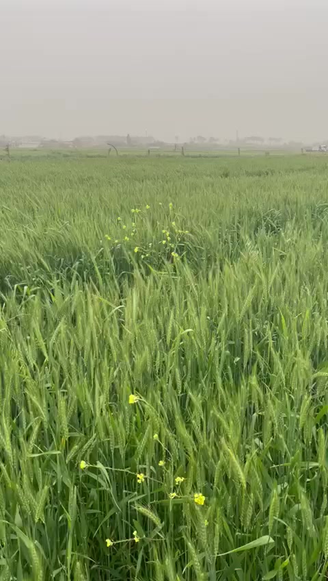 السلام عليكم✋للبيع ارض زراعية نشطة جدا  سند 25 طابو زراعي موقعها اليوسفية قرية البوعامر☝️قرب السريع الدولي👏تبعد عن بغداد 10دقايق مساحتها ٢ دونم الارض مستصلحة ماءالسقي وماء اسالة وكهرباء وتبليط قرب شارع العام الرئيسي الدولي  واجهة ٥٧ نزال 92 حدودها طبيعية🌴


**إذا كنت صاحب هذا الإعلان وتريد حذفه لأي سبب، رجاءا أرسل رسالة إلى الدعم الفني**