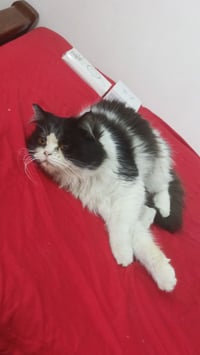 للتبني فحل شيرازي  منو يحب ياخذها يعتني بيه  من اهل المنطقه  رقم 07713...