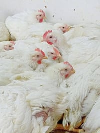 دجاج ذبح عراقي • دجاج كامل • افخاذ دجاج • صدر دجاج • اجنحة دجاج • رقاب...