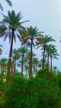 بستان طابوصرف شاطيه دياله  معه منزل قديم العنوان بغداد تفاصيل اكثر 077...