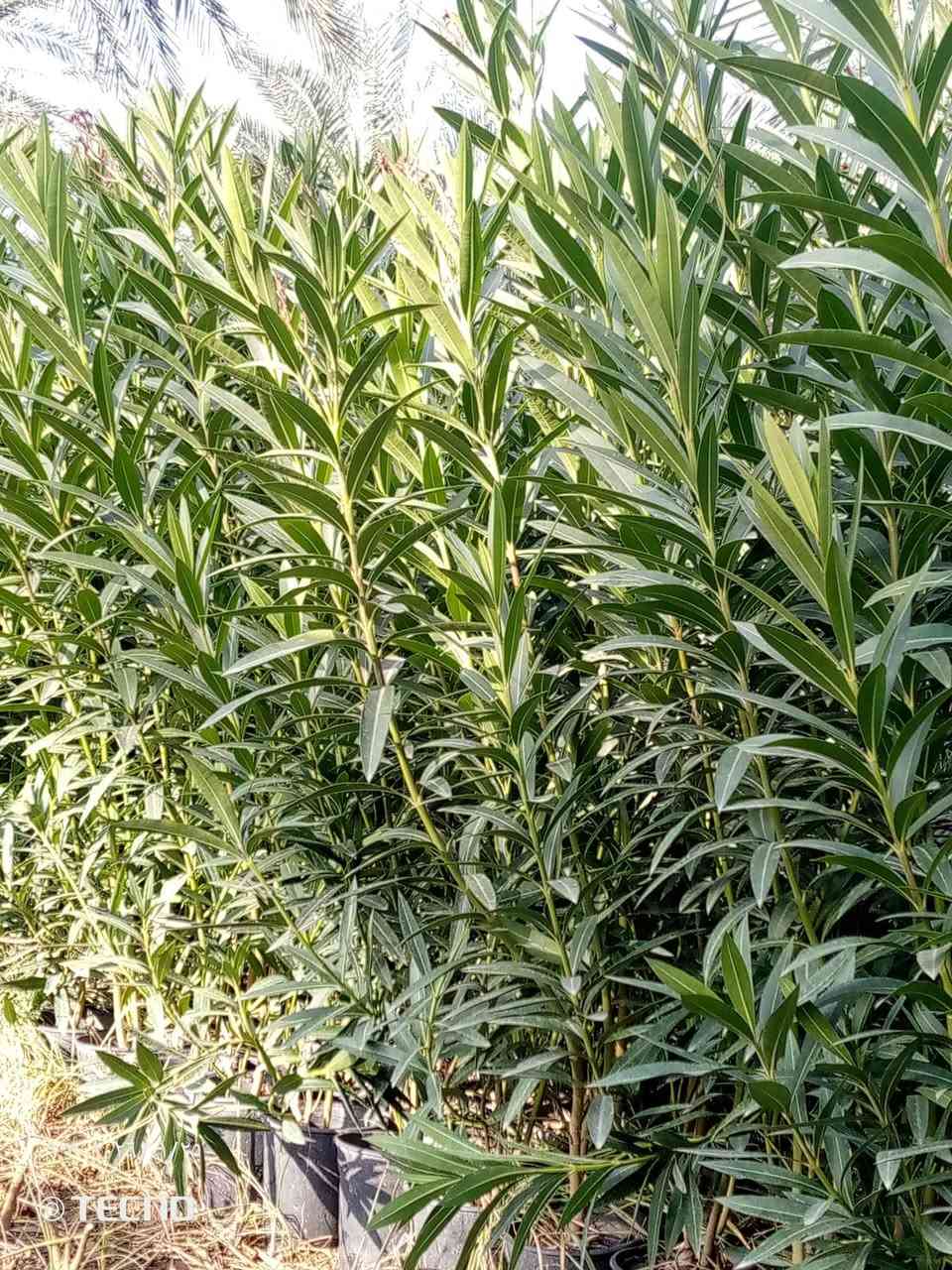 السلام عليكم 
دفله سندان حجم 19 
الفخامه شارع البيارق 
‏‪***********‬‏ متوفر واتساب
