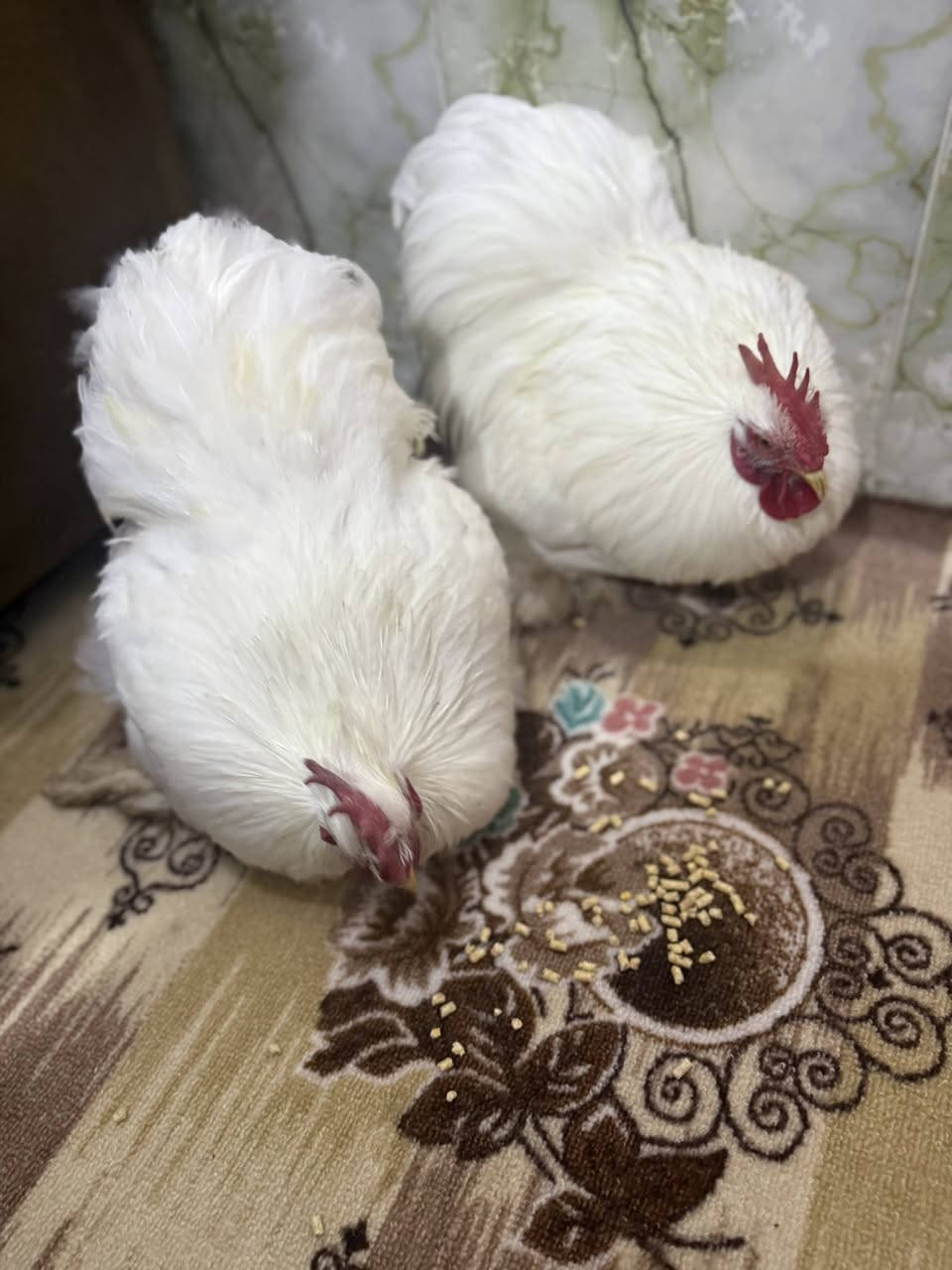 2 ديك كوشن للبيع
رقم الواتساب للتواصل ***********
