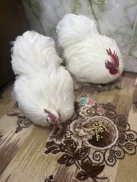 2 ديك كوشن للبيع رقم الواتساب للتواصل 07873410022