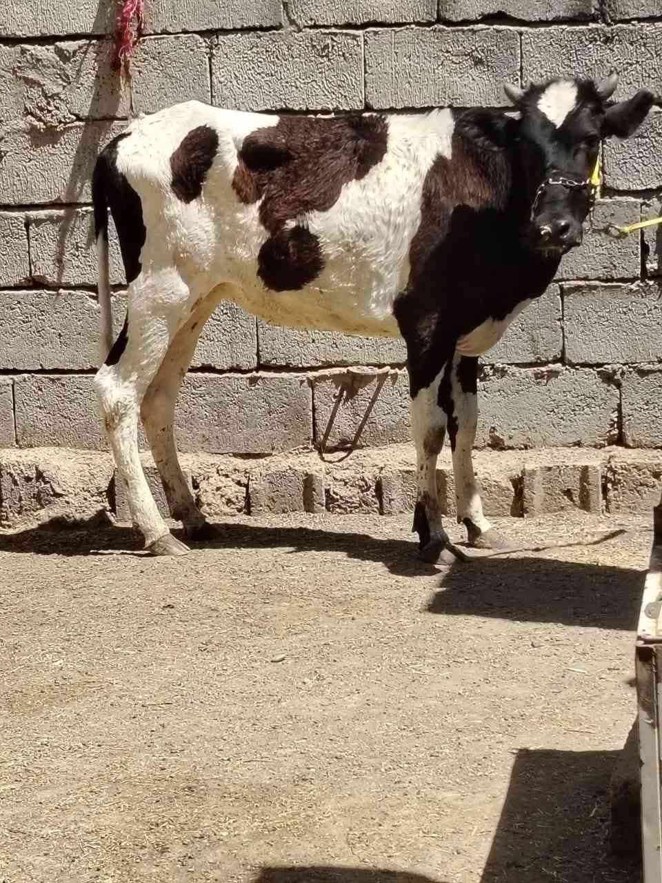 السلام عليكم
للبيع بجر جنس اصليه مالت بيت مصرفه على حولي سمنتال ١٥ يوم عمرها سنه وشهر السعر مليون و 250 وبيها مجال الاستفسار الاتصال على الرقم *********** // *********** موجود توصيل حسب الاتفاق
