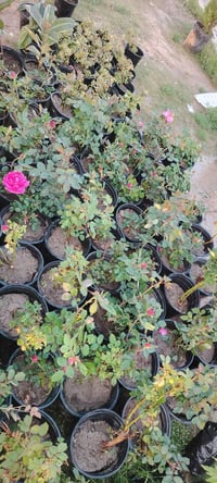 ورود جوري • اشجار فاكهة • مشتل واسط