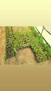 شتل مهجن • الابراهيمي