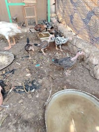افراخ دجاج عرب • دجاج عرب • افراخ دجاج • بطه • للبيع • بصره • قضاء الم...