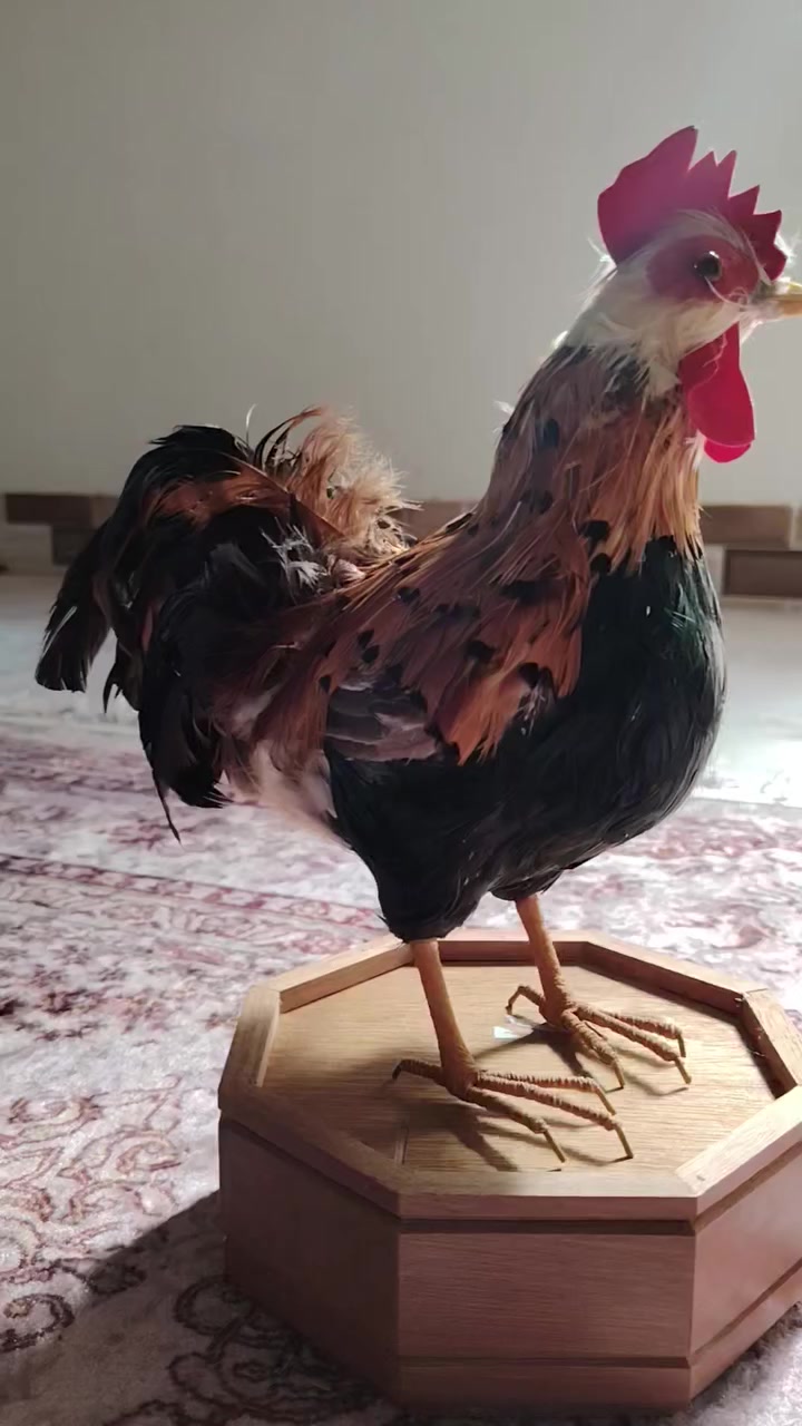 ٢٥ الف مع توصيل


**إذا كنت صاحب هذا الإعلان وتريد حذفه لأي سبب، رجاءا أرسل رسالة إلى الدعم الفني**