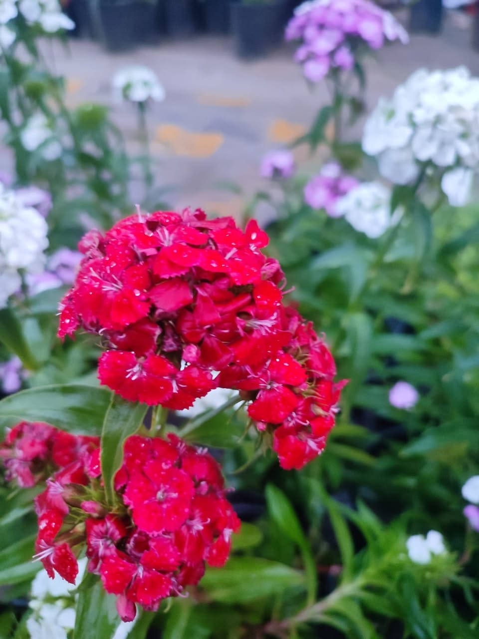 #الديوانية هذا الشاب الطيب المحترم اسمه اموري صاحب مشتل
 عده انواع الورود والاشجار وحتى توصيل عده واسعاره كله بلاش 
توصيل عده ❤️ 
للاتصال ***********
