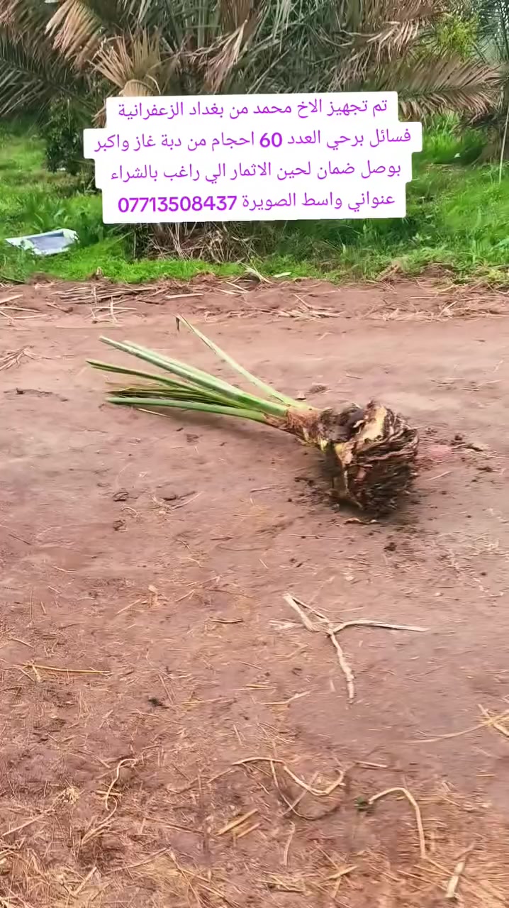 السلام عليكم القلع بحضور المشتري تجي تختار الي يعجبك من البستان واكو تصوير موثق شهر تاسع الام حماله بتاريخ /16/3/2026/ تم تجهيز محمد من بغداد/ فسائل برحي حجم حسب الي يعجبك من دبة غاز واكبر ايضا يتوفر مجهول و بريم ومكتوم وعندي الأصناف راقيه تريد مجذر تحت الام تريد قلع وصل ضمان لحين الاثمار الي راغب بالشراء عنواني واسط الصويرة الاتصال *********** اخوكم علي الشمري البيع النخيل  متابعة الصفحة فضلا منكم لدعم زراعة النخيل / شكرا المتابعين♥️ على المشاركة
