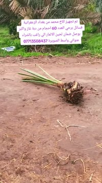 نخيل للبيع • واسط الصويرة • فسائل برحي