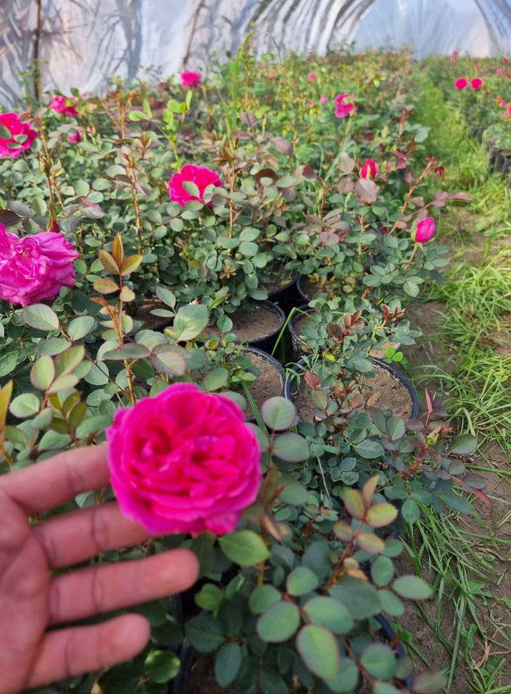 مساء الورد من مشتل الازهار


**إذا كنت صاحب هذا الإعلان وتريد حذفه لأي سبب، رجاءا أرسل رسالة إلى الدعم الفني**