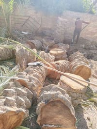 محتاج كص نخل او اشجار  اليوم?🌴🌴جاهزين نجيكم وين ماتكونون ببغداد قص امن...