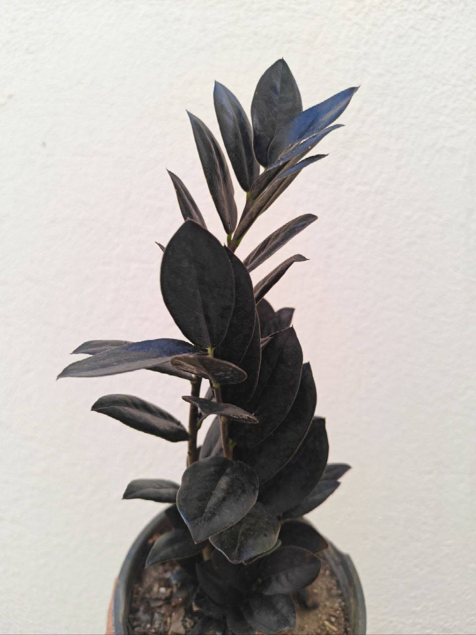 🌿 اختار نبتتك… والباقي علينا 🌱
الاسعار خاص


**إذا كنت صاحب هذا الإعلان وتريد حذفه لأي سبب، رجاءا أرسل رسالة إلى الدعم الفني**