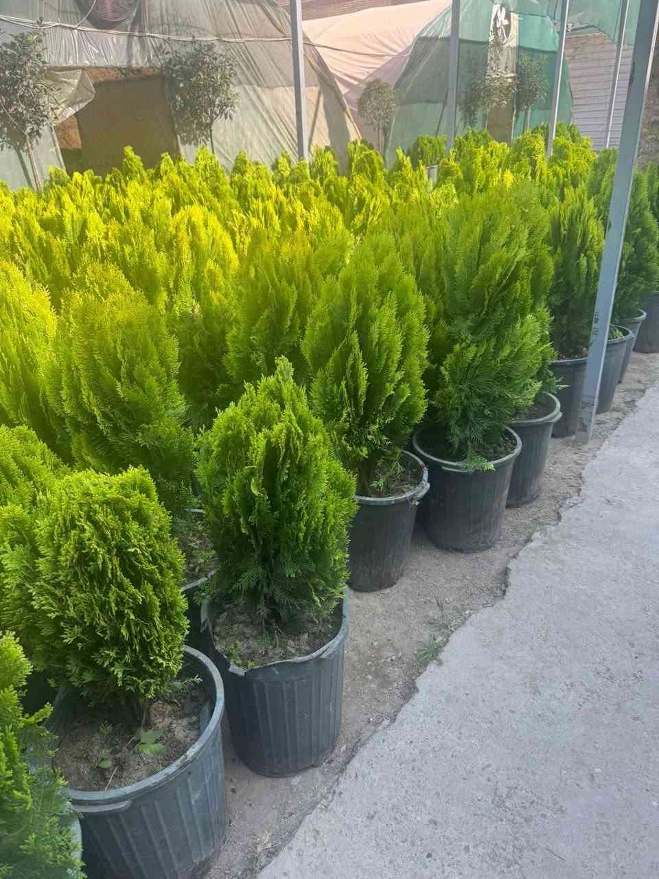 اليوم وصل الجديد انواع الزهور واسعار مناسبه العنوان العلم فلكه الحارث قرب ماركت الحارث


**إذا كنت صاحب هذا الإعلان وتريد حذفه لأي سبب، رجاءا أرسل رسالة إلى الدعم الفني**