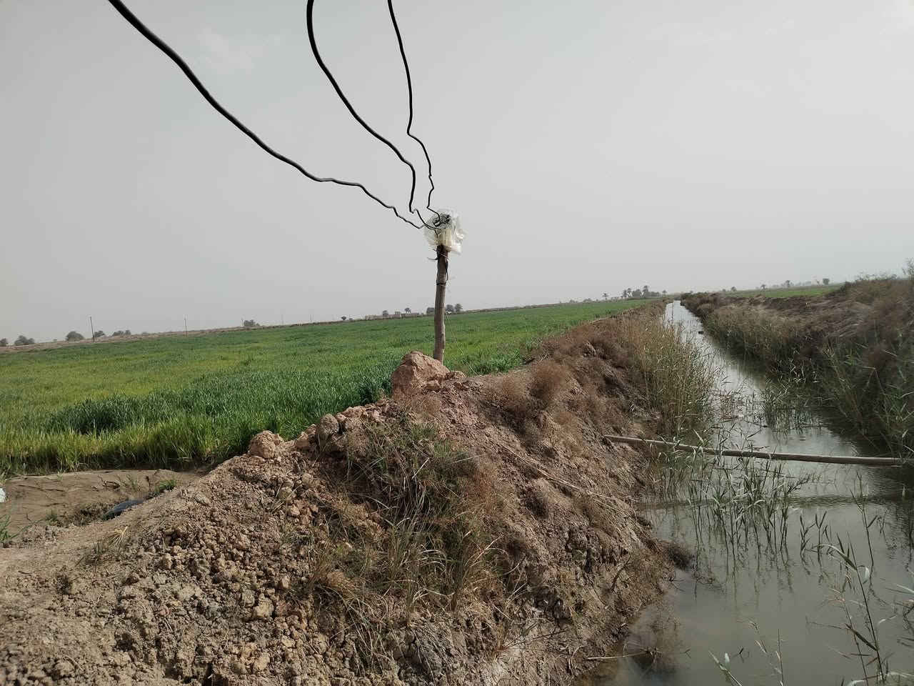 بس الله الرحمن الرحيم 
ارض زراعية للبيع مساحة 28دونم ونص   مصفرة ليزر
 اول موسم 
مزروعة محصول حنطة صنف جيهان
تُباع مع المحصول او بدون المحصول متوفر كهرباء وماء سقي للعلم الارض حاليا مزروعه على غطاسات اثنين 
موقع الارض بعد قرية النخيلة    ينزل عليها شارع ترابي 2كيلو 
الارض تُباع مع المحصول بسعر 70 مجال بسيط
وبدون المحصول بسعر 55 مجال بسيط
الاستفسار التواصل 
***********
الحاج عبدالله  الحميداوي
