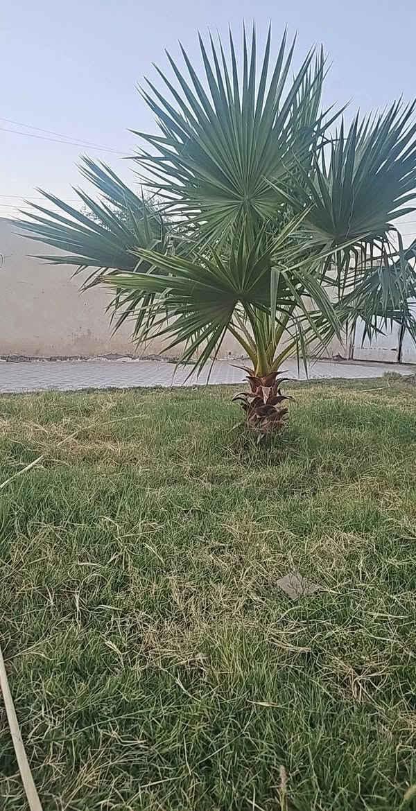 بيت زراعي المساحه 900 مساحت البناء 220
البناء بلوك عكاده 3 رباطات كونكريت 
غرفتين 6ب 4 مطبخ 4ب 4 صاله 8ب 4ونص
ديوانيه 7ونص صحيات داخل وخارج 
ارضيت البت كلها مطبكه 
المكان حي الزهراء قرب حسينية باب الحوائج 
***********
***********
