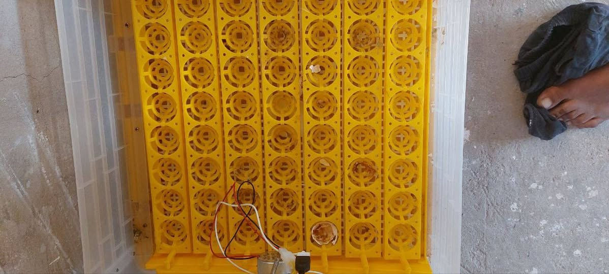 سلام عليكم 
مفقسه للبيع 
59بيضه الكترونيه


**إذا كنت صاحب هذا الإعلان وتريد حذفه لأي سبب، رجاءا أرسل رسالة إلى الدعم الفني**