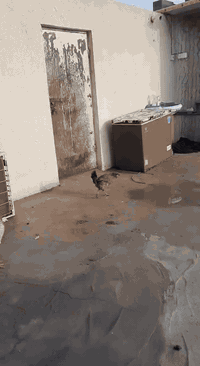 نص دونم للبيع مسيج بلوك بي بيت جاهز غرفتين وصاله ومطبخ وحمام وتوليت داخل وخارج السعر45مليون مجال بصيط المكان البصره الزبير منطقت الدواجن شراي يتصل ***********
