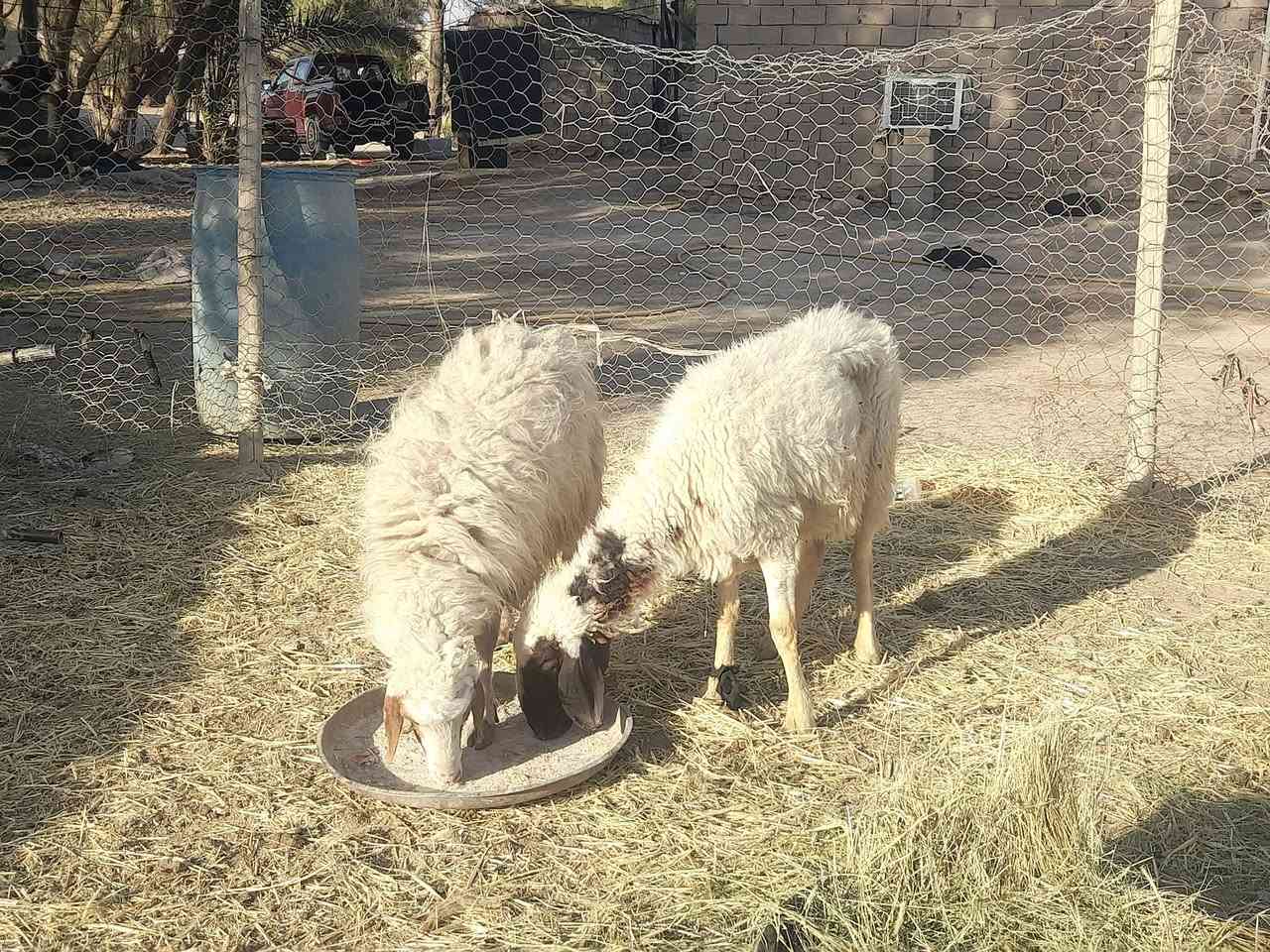 حساب لبيع المواشي  
@إشارة 
للبيع مثل ما موضح بالفيديو 
٢ نعجات وحده مضرع داره متوسطه بالعمر 
وثانيه بيه كبر بس سن واحد واكع
صحاه شرط سعر ٤٢٥ ثنينهن مع مجال ***********مكان سماوه قضاء الهلال
