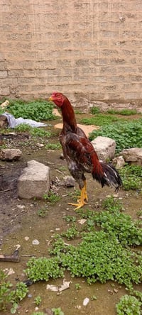 متاح ديج هندي راس قوي عمرة سنة بعدة باول عمرة سعرة 60  07724475553 075...