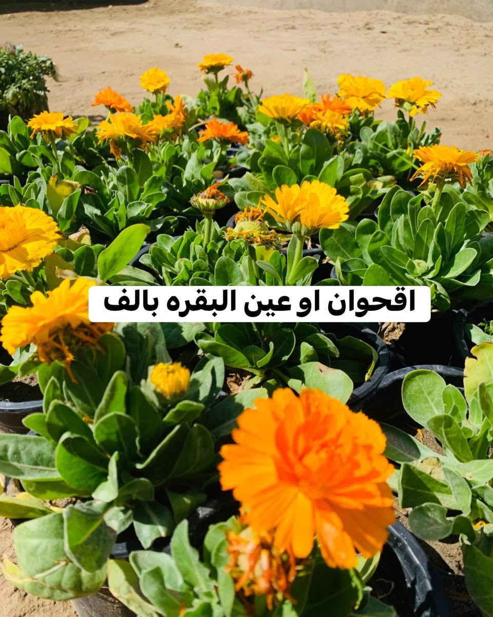 #موسميات #سعر #داخل #صور


**إذا كنت صاحب هذا الإعلان وتريد حذفه لأي سبب، رجاءا أرسل رسالة إلى الدعم الفني**
