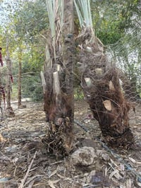 فسلان • عدد ٢ • بربن