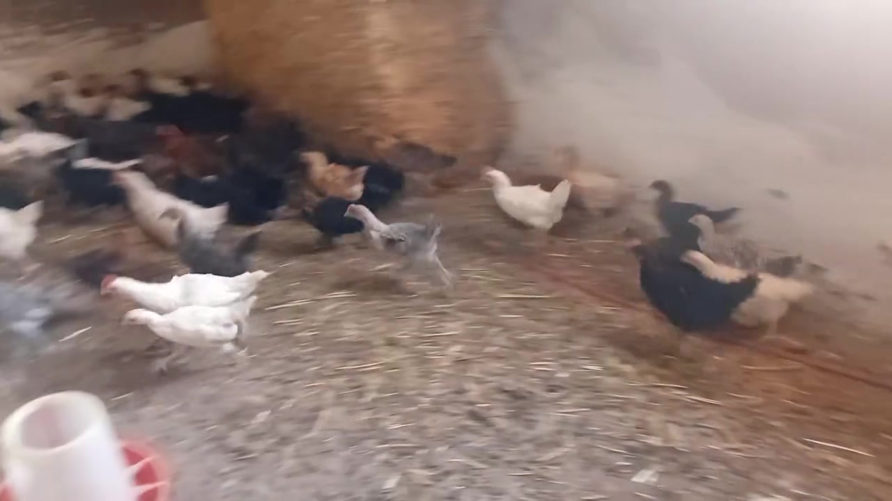 فلوس خليط سلالات لحر لعمر شهرين أو نص وخدين جميع تلقحات للبيع


**إذا كنت صاحب هذا الإعلان وتريد حذفه لأي سبب، رجاءا أرسل رسالة إلى الدعم الفني**