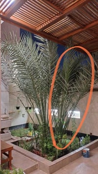 فرخ برحي • نخل الفاو • مدفون ٣ سنوات