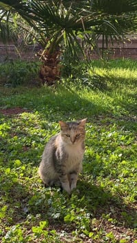 07776946762 مزرعة للإيجار الدوره | ابو عيثه نصف نهار 75 الف ابتداء من ...