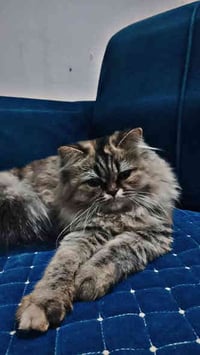 شيرازي • فحل • انثى