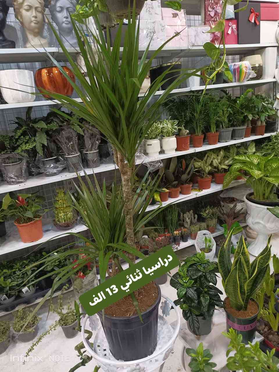 الانبار الرمادي العزيزية مكان الجديد...من جهة شارع العام  شارع ميسلون  اول فرع على اليمين *********** ... يوجد توصيل داخل الرمادي...
