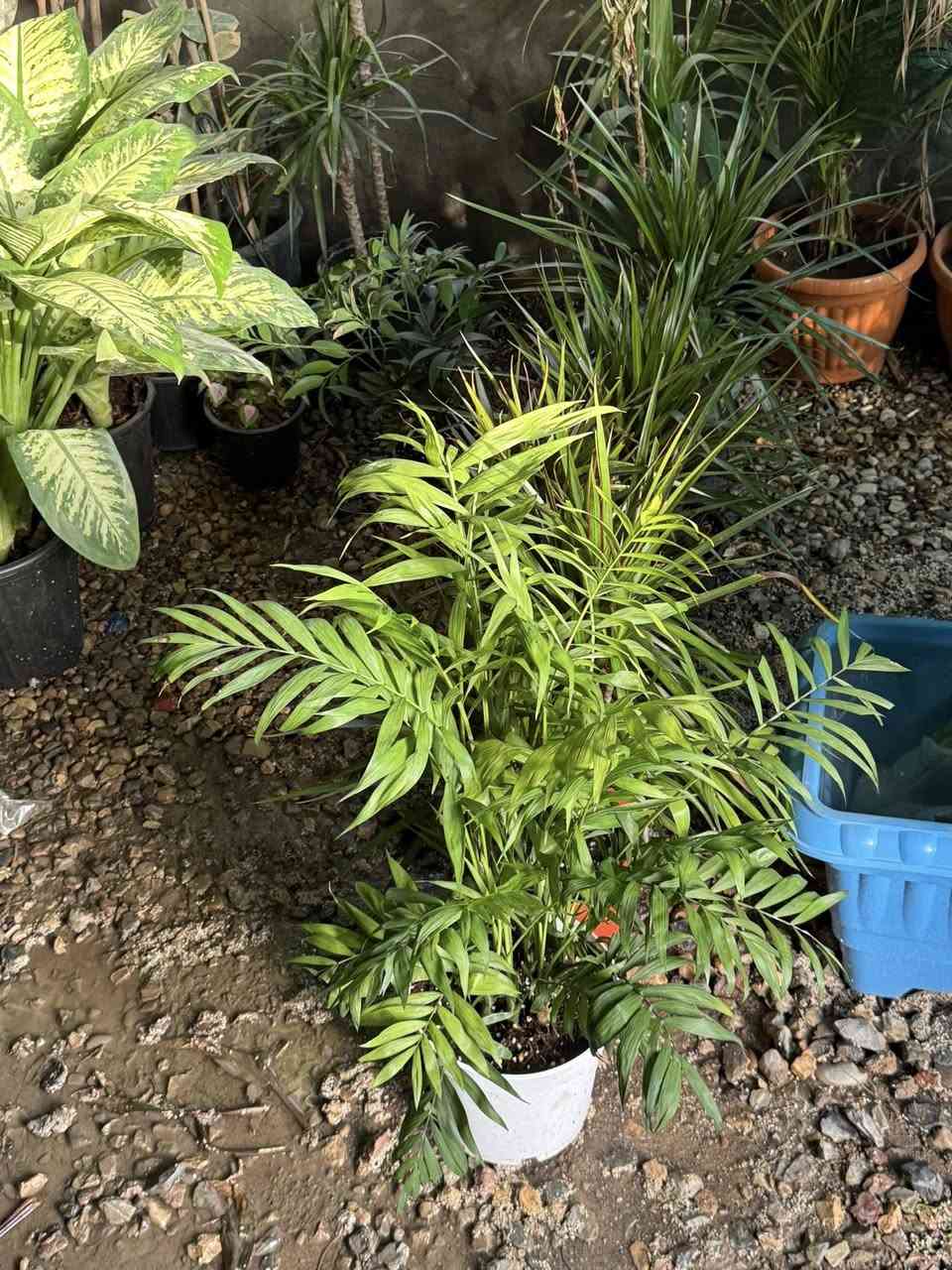 السلام عليكم
يتوفر جميع أنواع النباتات والحمضيات

بسعار مناسبه 

العنوان هبهب حي العطار

***********
