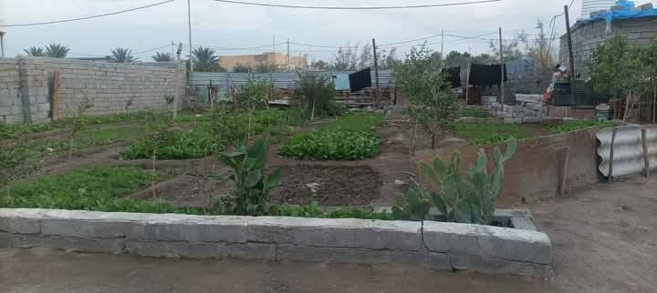 سلام عليكم بيت  وحديقه البيع متكون من اربع غرف وهول وستقبال سبعه متر خارجيه وغرفه خارجيه ومطبخ وحمامات البيت كامل من سرمايك ارضي وجداري وحتى الساحه مسوينه سقيفه مساحت البيت والحديقه عدد السدر 15 السنه مركبات وخير من الله 750معى الكراج مال السياره المكان بصره قضاء المدينه الفتحيه بدايه شارع  ام الشويج الاتصال على الرقم والتواصل معنا ع  وتساب *********** موجود بس واتساب
