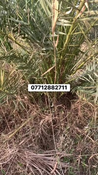 ديكور • حديقة • الصويرة واسط