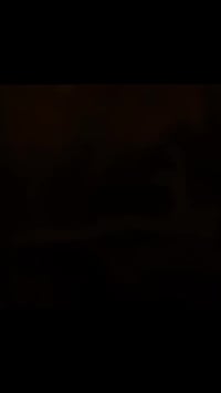 ذيل دراجة • ترتيب • الديوانية