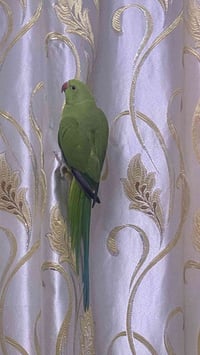 هندي • اليفه • سنه وشهرين