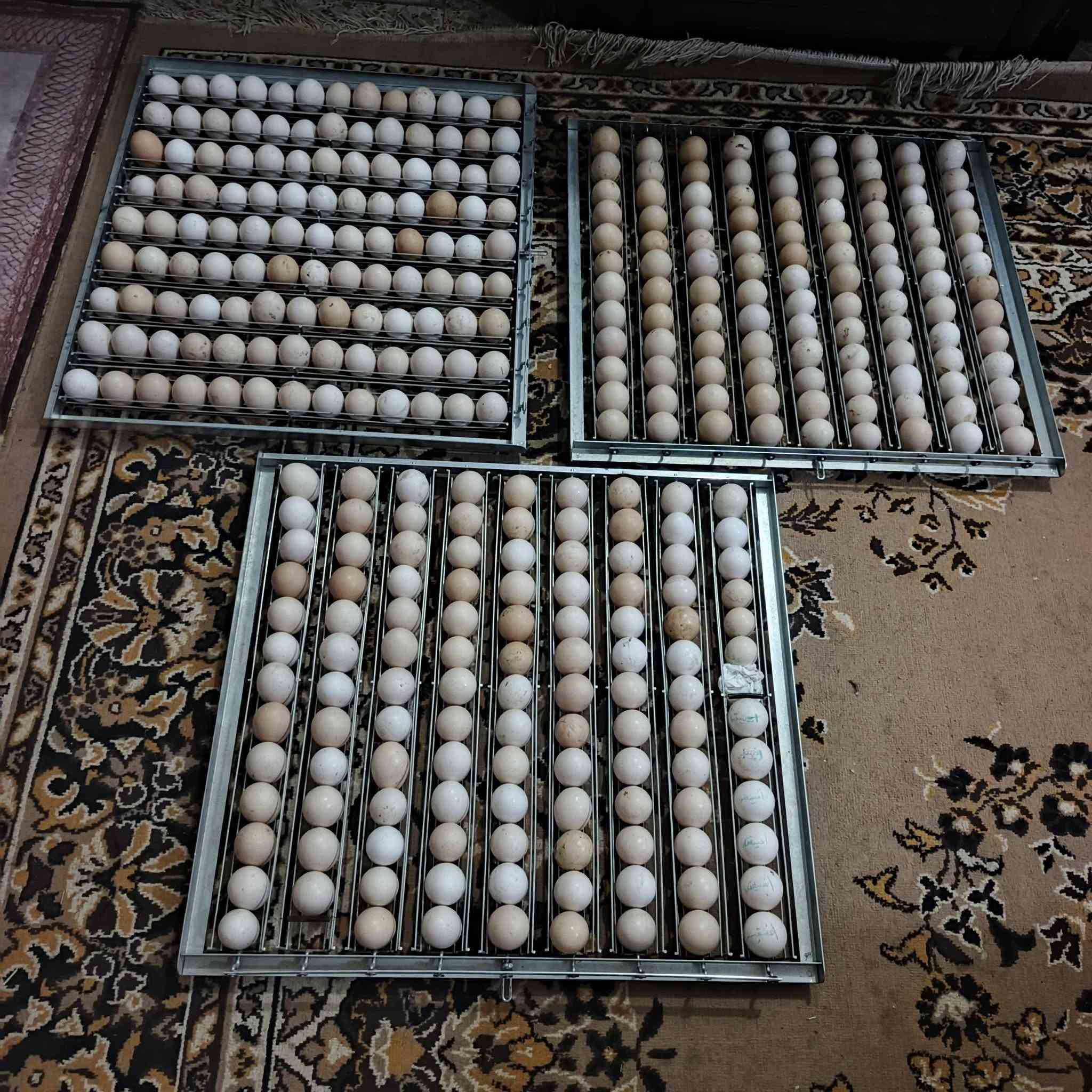 عرض خاص 250 دينار انفقس البيوض الدجاج فقاسات فيم الايطاليه فقاسات جيموكه تركيه عنوان تكريت ***********
