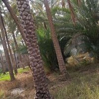 ٥٠٠م • سند٢٥ • شارع الحافظ