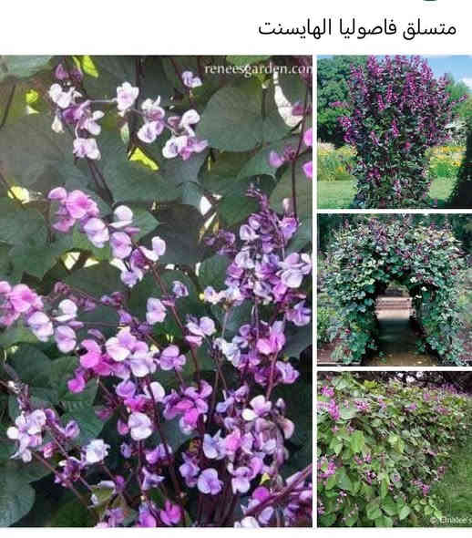 متاح لدينا بدورها بذور نبات ورد متسلق فاصوليا الهايسنت
لطلب والحجز واتساب *********** السماوه أو مراسلة الصفحه يوجد خدمة توصيل طلبات داخل السماوه ولكافة المحافظات لباب البيت أنواع البذور الاستوائية النادره
