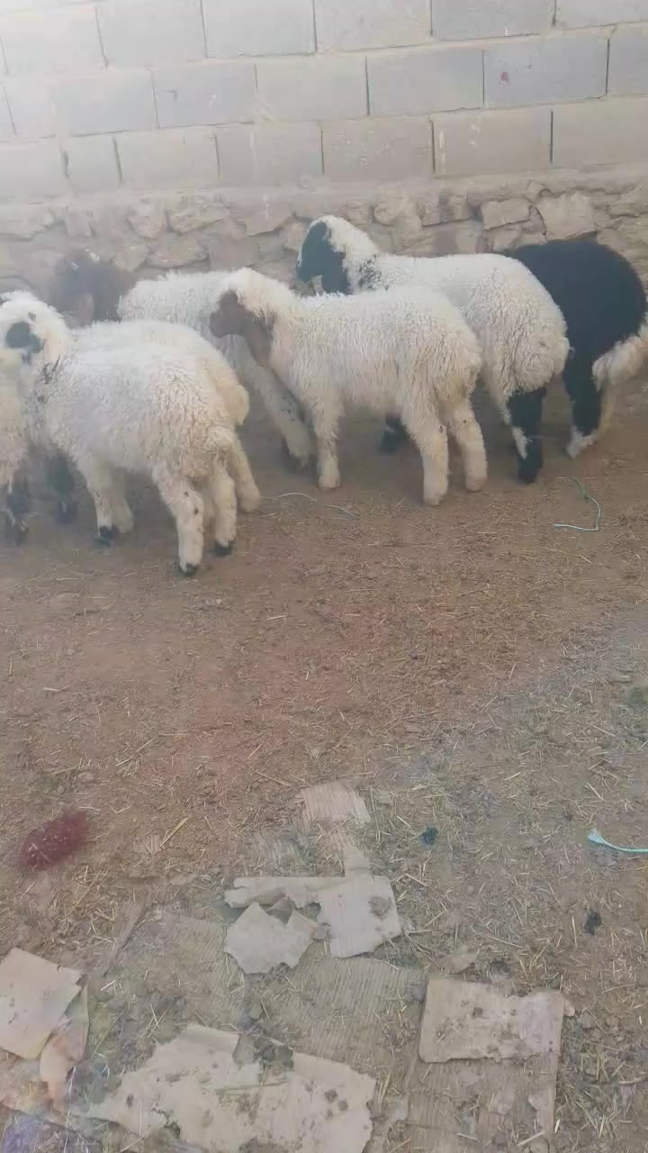 تبارك الرحمن والصلاة والسلام على سيدنا محمد وعلى اله وصحبه اجمعين
متاح 

9 طليان مربوطه على شعير  نصاح ومعالفه الزوج ب 475 الف شلع 

باقي التفاصيل بالفيديو 

العنوان/الانبار قضاء حديثة 

الحلال مكفول من كل عيب


**إذا كنت صاحب هذا الإعلان وتريد حذفه لأي سبب، رجاءا أرسل رسالة إلى الدعم الفني**