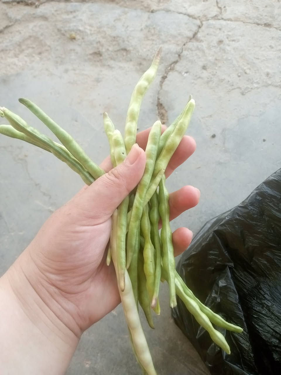 باميه نص كيلو بالف ونص وطرعوزي كيلو بالف روبيه كيلو بالفين   بيتنجان مكدوس كيلو بالف توصيل داخل راوه فقط الف


**إذا كنت صاحب هذا الإعلان وتريد حذفه لأي سبب، رجاءا أرسل رسالة إلى الدعم الفني**