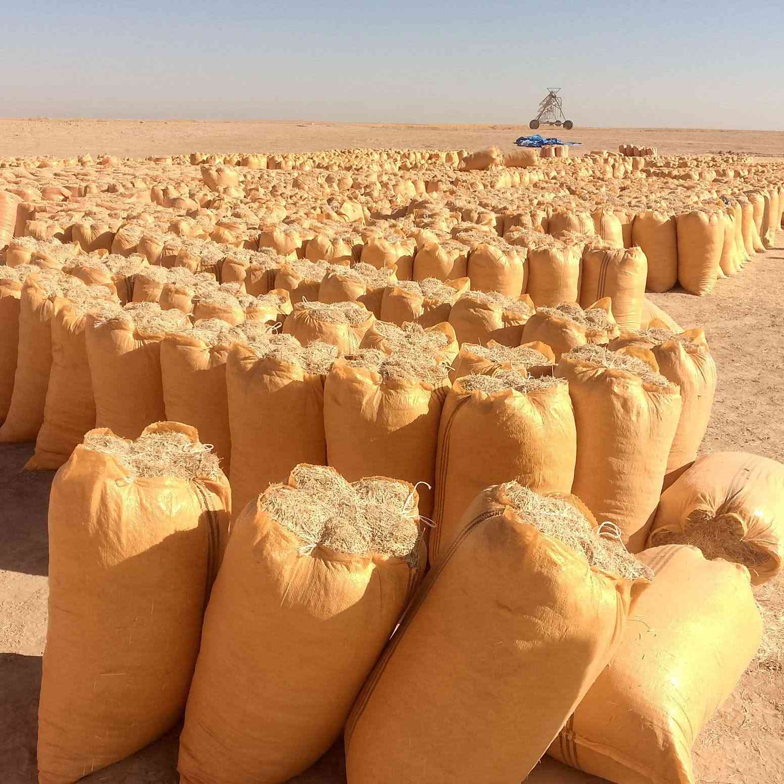 السلام عليكم
يوجد تبن للبيع شليف ترس فول يوجد توصيل جميع جميع محافظة العراق  وسعربالمكان 2500 /او الاتصال على الرقم /***********
