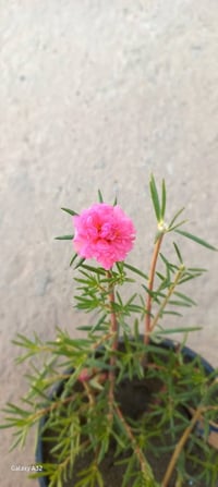 ورد الصباح • سنادين • توصيل