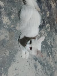 بزونه • حامل زينه • بابل الحمزه الغربي