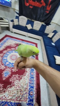 دره هندي • اليف • بصرة زبير